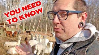 7 Things I WISH I KNEW Before Getting ALPACAS