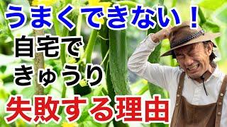 【問題解決】初心者でもきゅうりが上手に育てれます　　　　　【カーメン君】【ガーデニング】【家庭菜園】【作り方】【キュウリ】