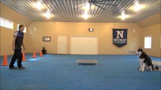 Paxson Siberian Husky Dog Training Demonstration Minneapolis