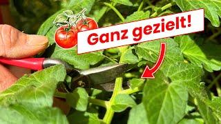 Für Bilderbuch-Tomaten Energie lenken Schritt für Schritt Anleitung