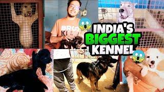 Biggest dog kennel in india  Biggest dog farm in gurgaon  dogs farm  kennel  pitbull