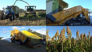 Sorghum hakselen en inslurven door loonbedrijf Grefelman en De Bagging Machine 2022