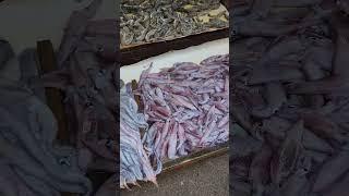 Cuttlefish  Cuttlefish Video  Fish Market  Fish Market Video