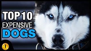 TOP 10 MOST EXPENSIVE DOG BREEDS