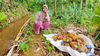 KEHIDUPAN DESA  MEMETIK BUAH NANAS  PANEN BUAH NANAS