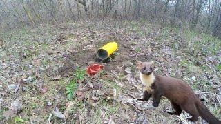 Я был в шоке от такой ловушки на куницу и Ласку КАК ПОЙМАТЬ КУНИЦУ