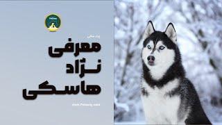 معرفی نژاد سیبرین هاسکی - Husky Dog - پت شاپ پت سانی