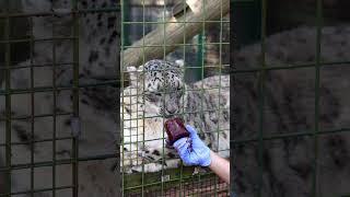 On hot sunny days Laila loves to cool off with a blood ice lolly🩸#snowleopard #IceLolly#summer