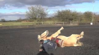 Horse falling over on command