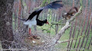 Atak myszołowa na bociana czarnego przy gnieździe Attack of a buzzard on a black stork near its nest