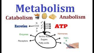 Concept of Metabolism  Catabolism and anabolism