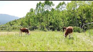 Bedava Hayvancılık Nasıl Yapılır ? Büyük Baş ve Kaz Yetiştiriciliği Ryegrass Otu İle