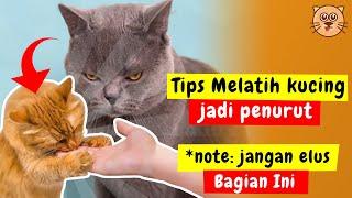 CARA MENJINAKKAN KUCING  TIPS CARA MEMBUAT KUCING NURUT - KUCING TIDAK SUKA DIELUS BAGIAN INI