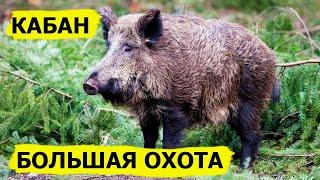 Большая охота на кабана. Охота. Охотник и рыболов