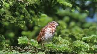 Fox Sparrow Red Morph in Maine