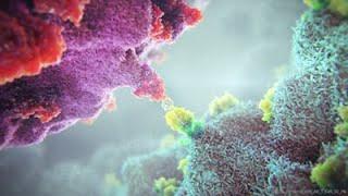 Gamma Delta T-Cell Therapy Animation