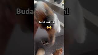 Budak nakal