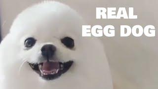real eggdog so cute