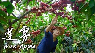 「One Fruit for a Table」 Wax Apple - Mineral Water Growing on Trees