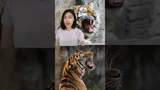 9 FAKTA TENTANG HARIMAU BAU URINE HARIMAU BAU BERONDONG