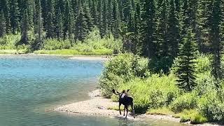 Moose at Bullhead Lake Glacier National Park