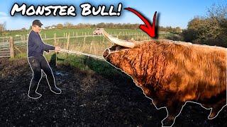 FIGHTING A GIANT HIGHLAND BULL…