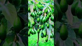 the best technique of planting and propagating avocado trees by shoot cuttings.#growingfruits
