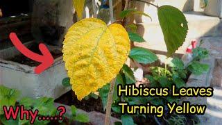 6 Reasons - Why the Hibiscus Plant Leaves Turning Yellow? - PureGreeny.com