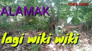 Mencengangkan saat merekam suku mante lagi Wiki Wiki#bunian