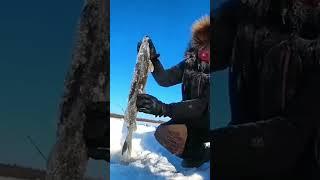 рыбалка в Якутии с клеваярыбака.рф #якутия #рыбалка #клеваярыбалка #fishing #fish #carpfishing