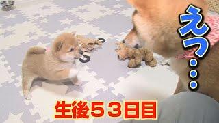 初対面で、いきなり先住犬に突進する子犬が可愛い