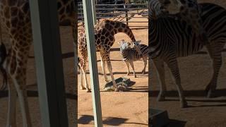 This Giraffe and Zebra are best friends #friends #giraffe #zebra #viral #short #zoo #australia