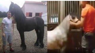 Michael Henley horse video viral  Michael henley video viral