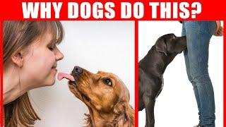 40 Strange Dog Behaviors Explained - Jaw-Dropping Facts about Dogs