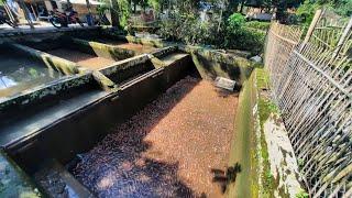 TANGGUL JEBOL HAMPIR MATI MASSAL IKAN NILA DIKOLAM AIR DERAS SUBANG