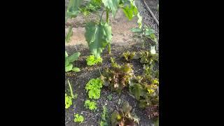 Three Spinach Swiss Chard Green Lettuce & Ruby red Lettuce grown in Glendale AZ US #garden #nature