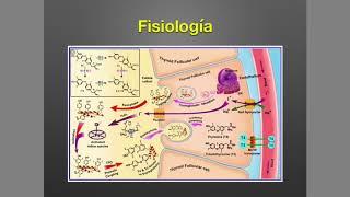 Tiroides Anatomía y Fisiología