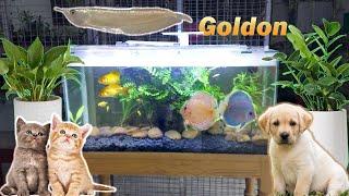 Goldon Aquariums & Pets Shop Karukachal Kerala