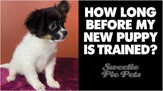 How Long before my New Puppy is Trained? Sweetie Pie Pets by Kelly Swift