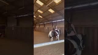 I was on Alfie I’ll post a full video of the lesson D #horse #equestrian #fyp