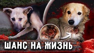 Спасение двух собак с Новопавловска. Рана на шее выбит глаз? Везем в Ставрополь. Айза и Алекс.
