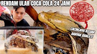 ULAR RENDAM COCA COLA PARASITNYA BANYAK BANGET. LEBIH DARI KEPALA BABI