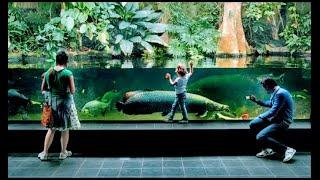 Amazing Indoor Zoo Aquarium Berlin  Big Fish Big Tank Giant Arapaima