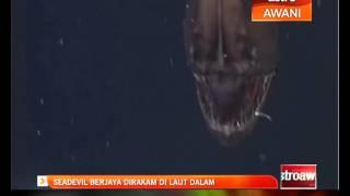 Seadevil berjaya dirakam di laut dalam