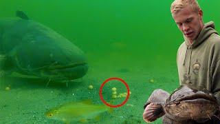 Catching a gigantic catfish underwater video Episode 3.