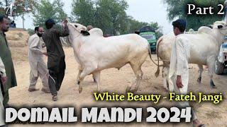 Today Domail Mandi 2024 - Dangerous fateh jangi bulls - Bakra Mandi 2024 - Qurbani 2024 - Part 2