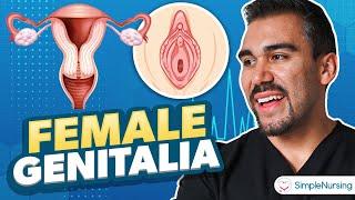 Female Genitalia for Nursing Students  Reproductive Health Assessment