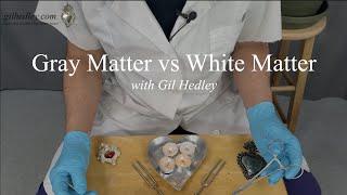 Gray Matter vs White Matter Learn Integral Anatomy with Gil Hedley