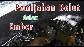 Pemijahan Belut  Sarang Belut dalam Ember