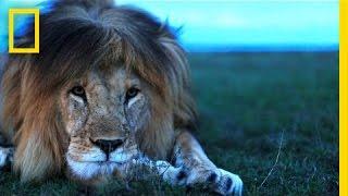 Understanding the Lives of Lions  National Geographic